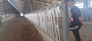 Équipement d'alimentation pour ferme bovine : Verrou de cou de vache / Verrou de tête de vache / Verrou de tête de bétail New JointTech, garantie 1 an - Product Image 6