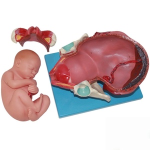 Modèle de processus d'accouchement fœtal à terme-Montre le 1er, le 2e et le 3e stade du travail pour la formation des sages-femmes - Product Image 3