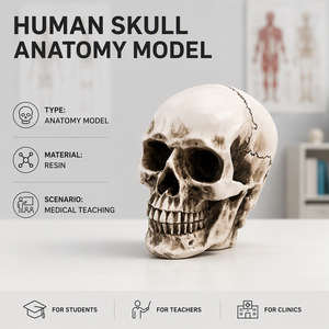 Modello di Cranio Umano 1:1 a Grandezza Naturale in Resina, Modello Artistico Anatomico per Schizzi, <span class=keywords><strong>Disegni</strong></span>, Artisti, Pittori, Scultori, Lezioni - Product Image 1