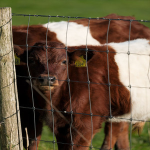 Kim Loại Bền Nông Nghiệp Hàng Rào Tường Lưới Tàu Sân Bay Với Land Khung Gia Súc Đường Sắt & Ngựa Lưới Cho Cừu Gia Súc & Ngựa Bán - Product Image 3