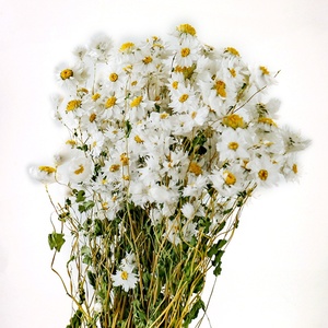<span class=keywords><strong>Flores</strong></span> naturales artificiales, <span class=keywords><strong>flores</strong></span> <span class=keywords><strong>silvestres</strong></span>, crisantemo, Rodanthe seco, decoración del hogar, ramo, suministros florales para <span class=keywords><strong>flores</strong></span> <span class=keywords><strong>preservadas</strong></span> - Product Image 2