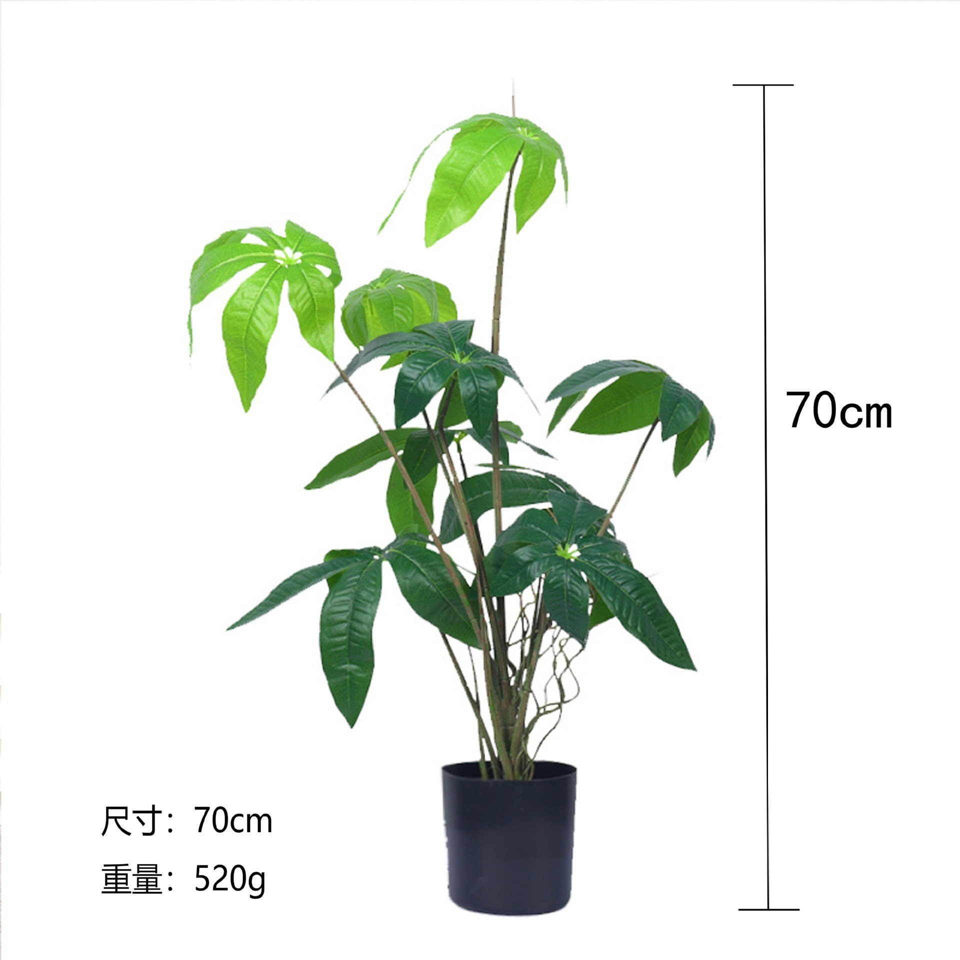 Bonsaï arbre à argent (livré avec base noire)