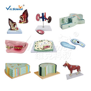 Endokrin sisteminin organları insan endokrin organları tiroid bezi - Product Image 3