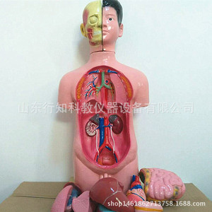 Modèle de tête, de cou et de torse (mâle) - Équipement pédagogique de démontage et de montage du corps humain en 11 pièces - Product Image 3