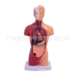 Modelo de anatomía humana de 28 cm (ortuga, órganos internos, corazón), material didáctico médico, esqueleto, juguete educativo para niños - Product Image 3