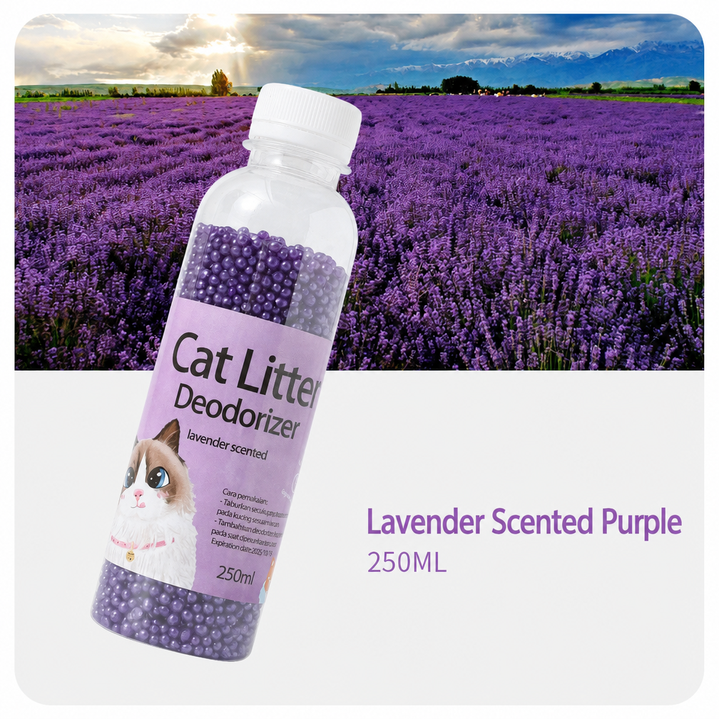Lavande violette
