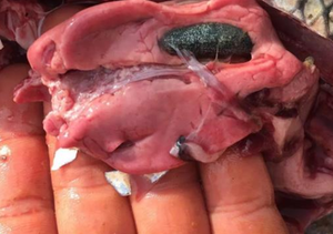 養殖飼料プレミックス改善水質悪化、白肝による細菌感染、肝臓肥大 - Product Image 3