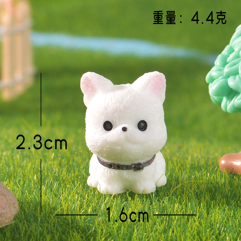 White french bulldog