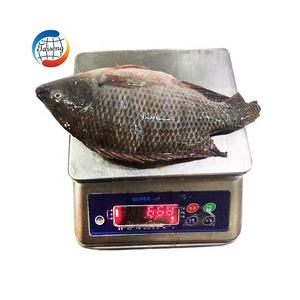 Poisson Tilapia Noir Entier en Gros, Fruits de Mer - Product Image 5