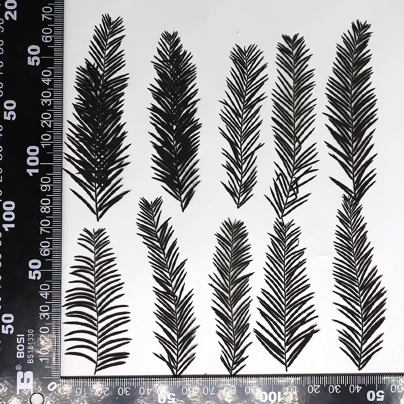 MH639-Black-Metasequoia