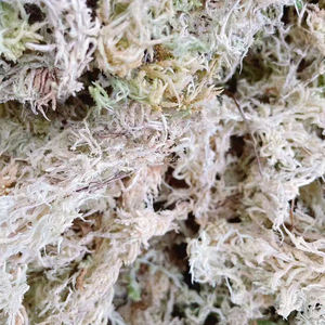 Atacado de Bastões de Musgo Sphagnum Modernos, Ecológicos, com Absorção de Água, Substrato para Répteis Vivos, Plantas de Qualidade Premium Personalizáveis - Product Image 2