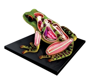 Ếch ba chiều lắp ráp đồ chơi động vật giải phẫu cấu trúc ếch tiểu học và trung học khoa học giáo dục đồ chơi - Product Image 4