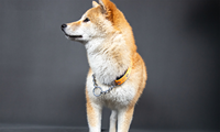 Nouveau collier anti-étranglement pour chiens, design empreinte de patte, en acier inoxydable, demi-chaîne en P, collier anti-perte pour animaux de compagnie