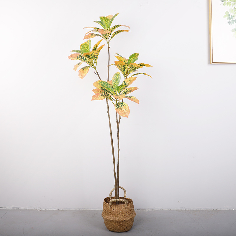 Banyan doré (jaune) de 1,5 mètre, à 4 têtes et 2 troncs.