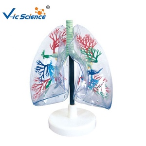 Mô hình hệ thống hô hấp phổi của Mô hình giải phẫu người - Product Image 3