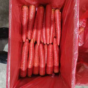 โรงงาน<span class=keywords><strong>ผล</strong></span>ิตมืออาชีพ ขายส่ง แครอทสด 100% ธรรมชาติ คุณภาพสูง สีแดงสด ขนาด 15 ซม. <span class=keywords><strong>พันธุ์</strong></span>ทั่วไป ซิโนฟาร์ม ฟู้ด - Product Image 4