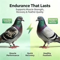 Poudre de performance pour pigeons de course, Nutrition pour la période d'entraînement et de course, Soutien à la circulation sanguine et à la récupération, Graines de chia, 1000g