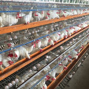 Ucuz fiyat yeni 48 96 120 128 160 kuşlar tavuklar yumurta döşeme pil kanatlı katmanlı tavuk kafesleri düşük karbon çelik 15-20 yıl hayat - Product Image 3