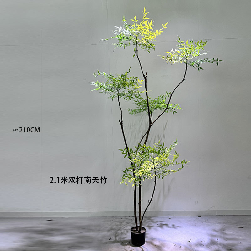Nandina domestica K1-2 bipolaire de 2,1 mètres