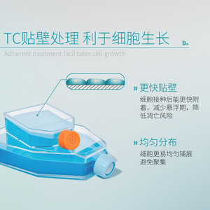 ขวดเพาะเลี้ยงเซลล์ปลอดเชื้อ Bkmamlab Biosterile รุ่น T75 T25 แบบยึดติดกับพื้นผิว รูปทรงสี่เหลี่ยมผืนผ้า ฝาเกลียวปิดผนึก ระบายอากาศได้ - Product Image 4