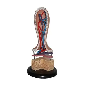 Medical Vertical Types Human Intestinal Villus Anatomical Teaching Models