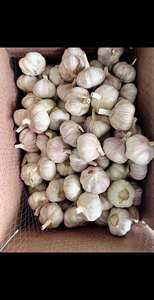 Alho Fresco 10kg em Saco de Malha, Alho de Alta Qualidade, Preço de Atacado, Alho Vermelho, Alho Branco Puro, Alho Branco Normal - Product Image 2