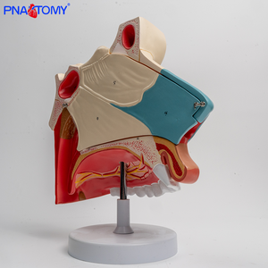 Modelo anatómico <span class=keywords><strong>de</strong></span> la cavidad nasal tres veces más grande con secciones transversales <span class=keywords><strong>de</strong></span> hueso nasal y <span class=keywords><strong>cartílago</strong></span> para la ciencia médica - Product Image 3