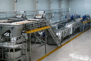 Thiết bị dây chuyền sản xuất quy mô nhỏ để chế biến xoài xay nhuyễn và nước ép xoài với công suất 1-5 tấn mỗi giờ. - Product Image 4