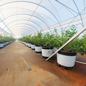 Invernadero <span class=keywords><strong>de</strong></span> Alta Eficiencia para Cultivo <span class=keywords><strong>de</strong></span> Arándanos, Estructura Resistente, Ideal para Huertos y Proyectos Agrícolas - Product Image 5