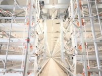 Tube lumineux LED T5 T8 intégré pour volailles, indice d'étanchéité IP67, idéal pour les bâtiments d'élevage de poulets de chair et de reproducteurs