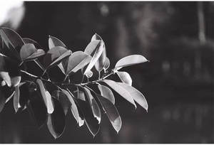 135 BW Film Fomapan 100 36Exp Noir Blanc Film Négatif 100 ISO 36 Exp 35mm B & W Rouleau de Film pour Fuji Kodak <span class=keywords><strong>Lomo</strong></span> Caméra - Product Image 4