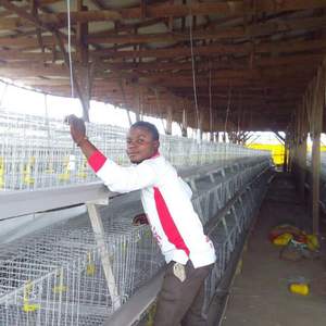 Haute qualité poulet <span class=keywords><strong>cage</strong></span> de <span class=keywords><strong>couche</strong></span> de ferme à vendre au Zimbabwe - Product Image 5