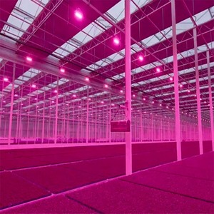Galvanized steel <b>frame</b>, climate control for <b>plants</b> & vegetable cultivation multi-span blackout greenhouse - Product Image 3