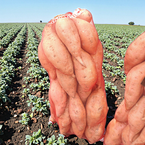 Bolsa de malla de monofilamento de 35kg para boniatos y cebollas para agricultura - Product Image 1