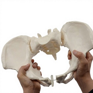 Modelo de Pelvis Móvil XR Mini, Huesos de Sacro, Cadera y Pelvis, Flexibles y Giratorios, <span class=keywords><strong>Esqueleto</strong></span> <span class=keywords><strong>Humano</strong></span>, Anatomía, Ayuda para la Rehabilitación y Enseñanza - Product Image 4