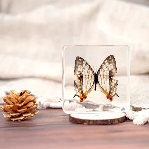 Best Sale 2023 Real Butterfly Taxidermy Resin Specimen Dried Insect Embedded Crystal Acrylic Resin Specimens For Display