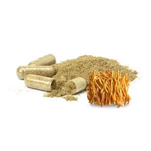 Capsules d'extrait de Cordyceps sinensis poudre d'extrait de champignon Oem