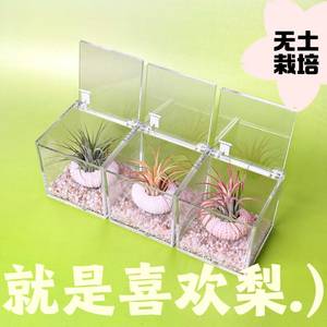 Air plants and sea urchin shells: a new creative <b>mini</b> green plant set for lazy people, perfect for indoor desktops and offices. - Product Image 2