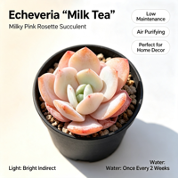 Meilleure Vente : Plante Succulente Echeveria Milk Tea Sweet Pink Rosette en Pot, Faible Nécessité en Eau, Ornement Purificateur d'Air pour la Maison et le Bureau