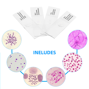 Portaobjetos de microscopio de cromosomas 6 artículos preparados genética portaobjetos médico humano biológico <span class=keywords><strong>Animal</strong></span> Sec rebanada enseñanza educativa - Product Image 3