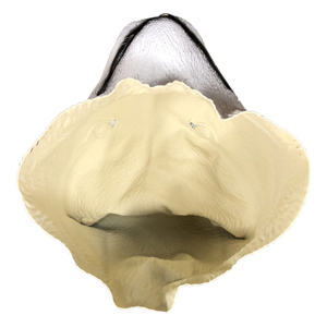 Máscara Facial de Látex Realista de Husky, Disfraz de Cabeza de Perro para Halloween, Fiestas de Disfraces, Eventos de Carnaval y Espectáculos - Product Image 6