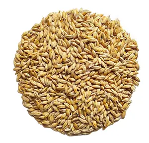 Wholesale Barley Seed Animal Feed Seed Grade