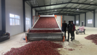 Meerlaagse continue mesh-banddroogmachine met hete lucht voor fruit, gember, chili, ui, groenten, bananenchips, druiven en cassave