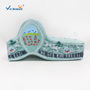 Modèle de structure des feuilles, appareil pour l'étude de la structure des cellules végétales, équipement expérimental de biologie pour les collèges et les lycées. - Product Image 4