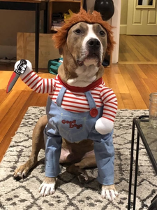 Disfraz de Perro <span class=keywords><strong>Chucky</strong></span> para Halloween 2022, Ropa de Muñeco <span class=keywords><strong>Chucky</strong></span> de <span class=keywords><strong>Good</strong></span> <span class=keywords><strong>Guys</strong></span> con Cuchillo 	 Divertido Disfraz de Mascota de <span class=keywords><strong>Chucky</strong></span> de <span class=keywords><strong>Good</strong></span> <span class=keywords><strong>Guys</strong></span> - Product Image 5