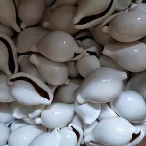 천연 소라 껍질의 공장 직접 판매 어항 웨딩 DIY 창조적 인 가정 장식 화이트 소라 쉘 - Product Image 6