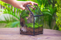 Kit Terarium Tanaman Udara Ramah Lingkungan Modern dengan Vas Kaca dan Bola Kaca untuk Penggunaan di Meja Rumah