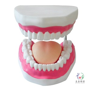 Enseñanza de cuidado dental en jardín de infantes: Cuidado del modelo dental humano, demostración dental con modelo oral ampliado 6 veces - Product Image 3