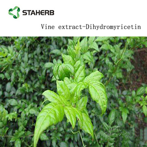 Diidromiricetina <span class=keywords><strong>DHM</strong></span> estratto di tè 98% vite - Product Image 6
