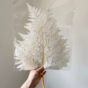 Fiori e piante conservati 10 pz foglie di <span class=keywords><strong>felce</strong></span> bianche secche naturale vera aracniodi in pelle di <span class=keywords><strong>felce</strong></span> per decorazioni per la casa di nozze - Product Image 1